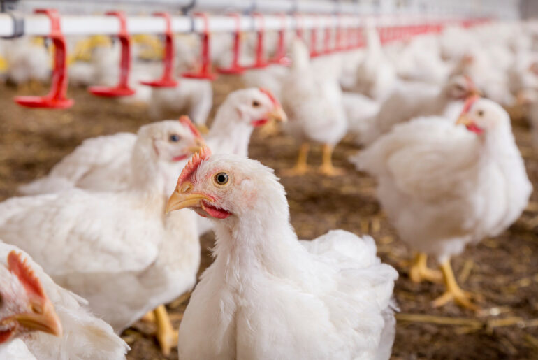 Understanding chronic inflammation in broilers