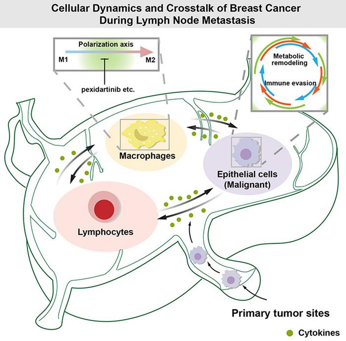 Cellular Dynamics and Crosstalk of Breast Cancer During Lymph Node Metastasis