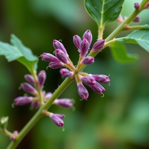 Revised BIK1 Alleles Clarify Plant Immunity Role