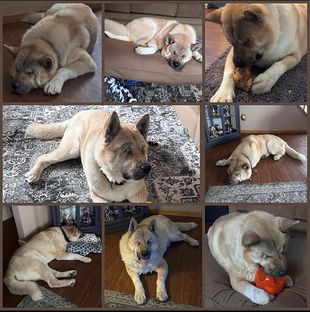 Bernard, an UCSPCA shelter dog that was recently adopted, in his new home.Photo provided