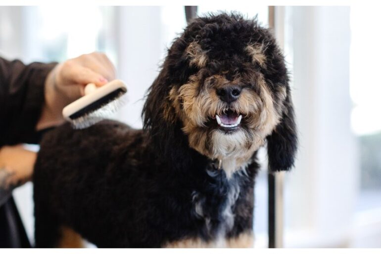 Sparkle Grooming Co. Opens in West Jordan, Bringing a More Thoughtful, Wellness-Focused Grooming Experience to Local Dogs and Their Families