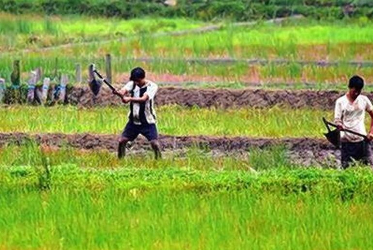 Can farm-based innovation reduce iron deficiency faster than supplements?