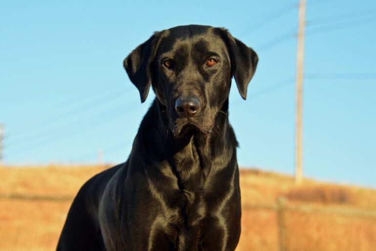 Boulder’s Dog of the Day: Tori the Camera-Ready Black Beauty | About Boulder County Colorado