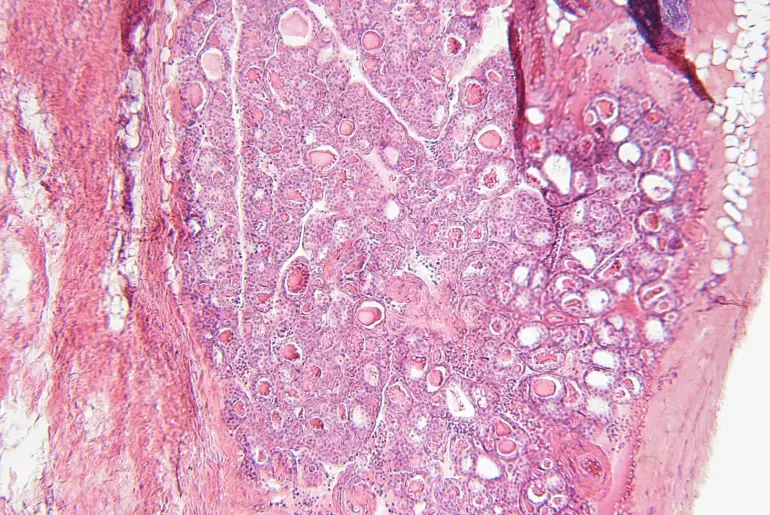 Editorial: Linking the endocrine system with immunity