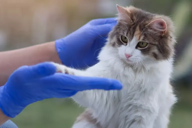 Heat stress in poultry: the role of nutritional supplements in alleviating heat stress and enhancing gut health in poultry