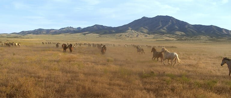 Free screening takes a close look at ‘Wild Beauty’