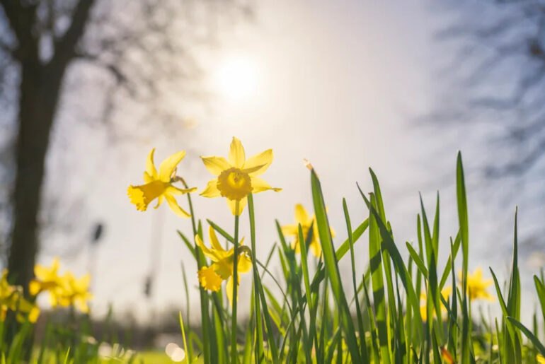 Yahoo lifestyle home