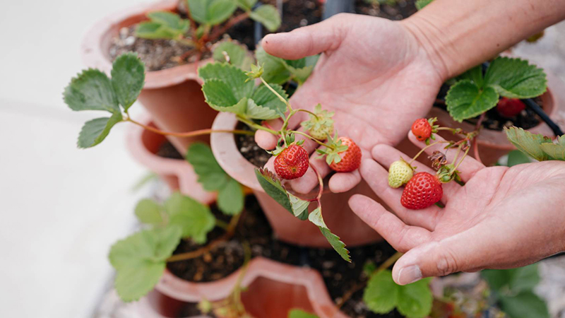 Hands holding strawberries
