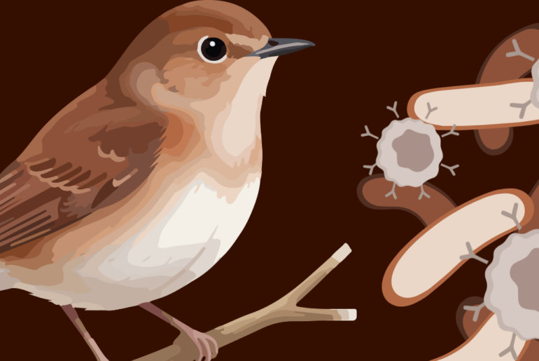 What's The Link Between The Immune System And The Gut?