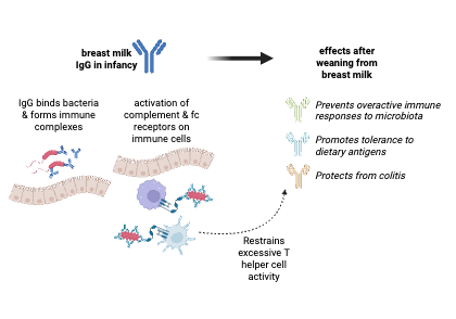 More than nutrition: How breast milk IgG trains infant immunity