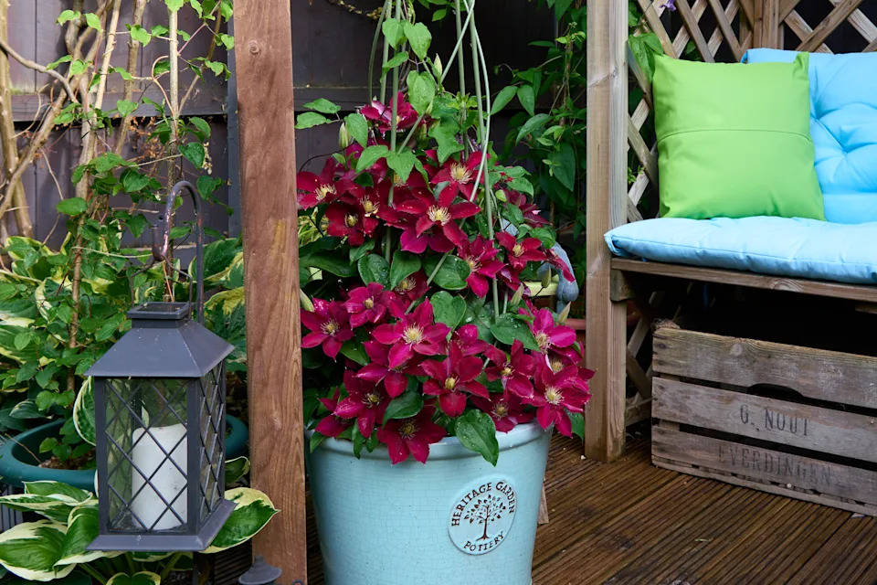 Clematis ‘Elpis’ in a pot (Raymond Evison Clematis/PA)
