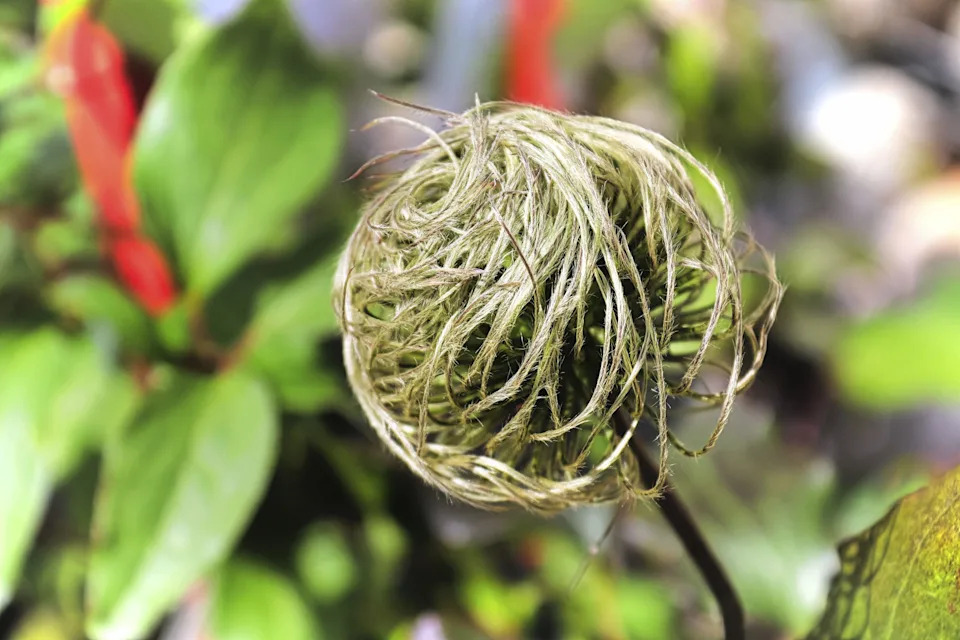 Clematis flower tufts at the end of summer (Alamy/PA)