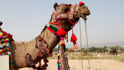 ‘Camel Kardashians’: 20 camels disqualified for Botox, fillers and cosmetic surgery at Oman’s camel beauty festival