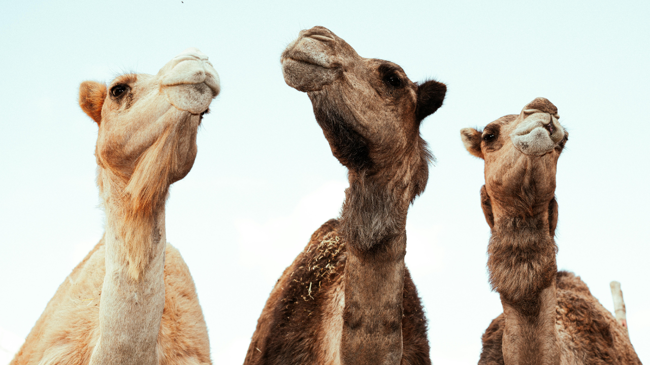 Camels, botox, beauty and the rules of perfection