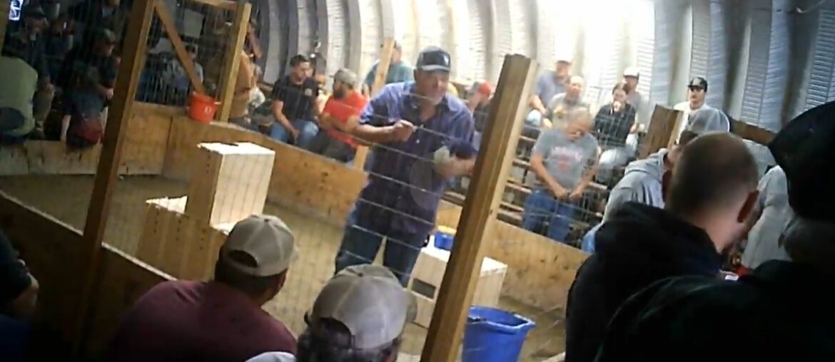 Sheriff Charged with Felony Cruelty for Organizing a Cockfighting Derby