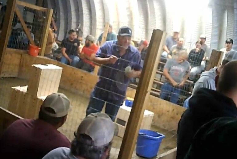 Sheriff Charged with Felony Cruelty for Organizing a Cockfighting Derby