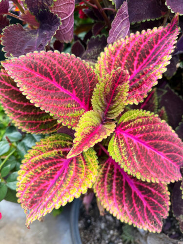 Photo of the Day: Coleus beauty