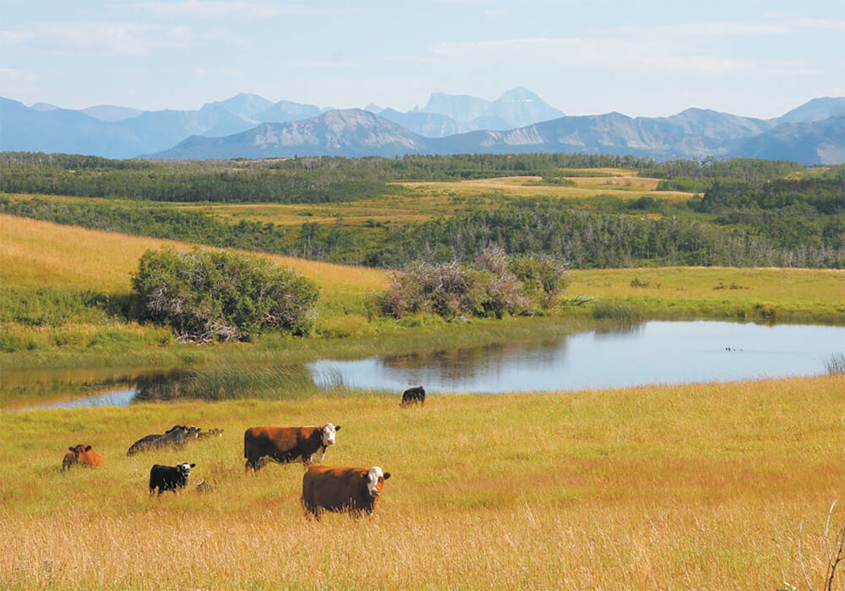 Some cattle graze in a scenic pasture above a small pond in the bottom of a valley with snow-capped mountains in the background.