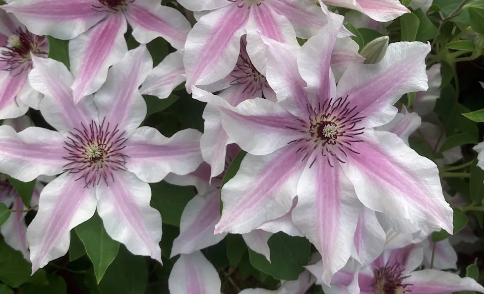 Clematis 'Ithemba' (Raymond Evison Clematis/PA)