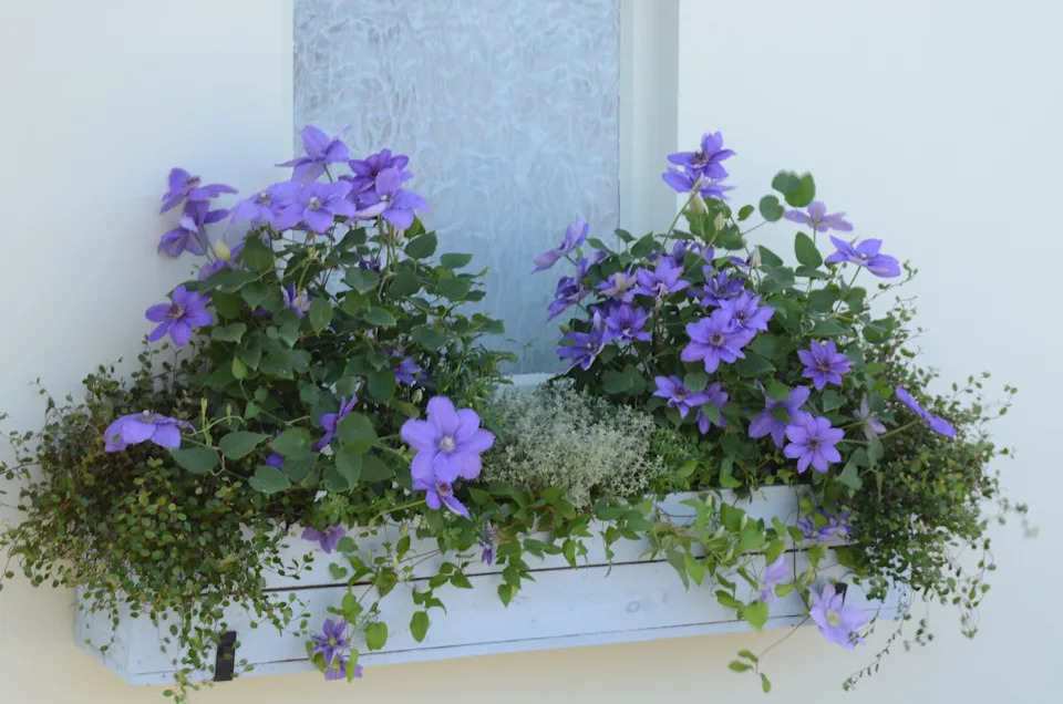 Clematis in windowboxes (Raymond Evison Clematis/PA)