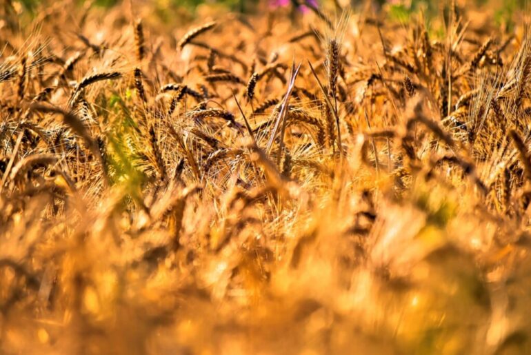 Scientists Discover a New Plant Immune Complex in Wheat