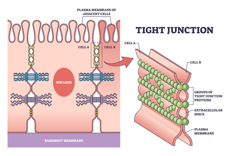Diagram of two cells bound together by strands of protein