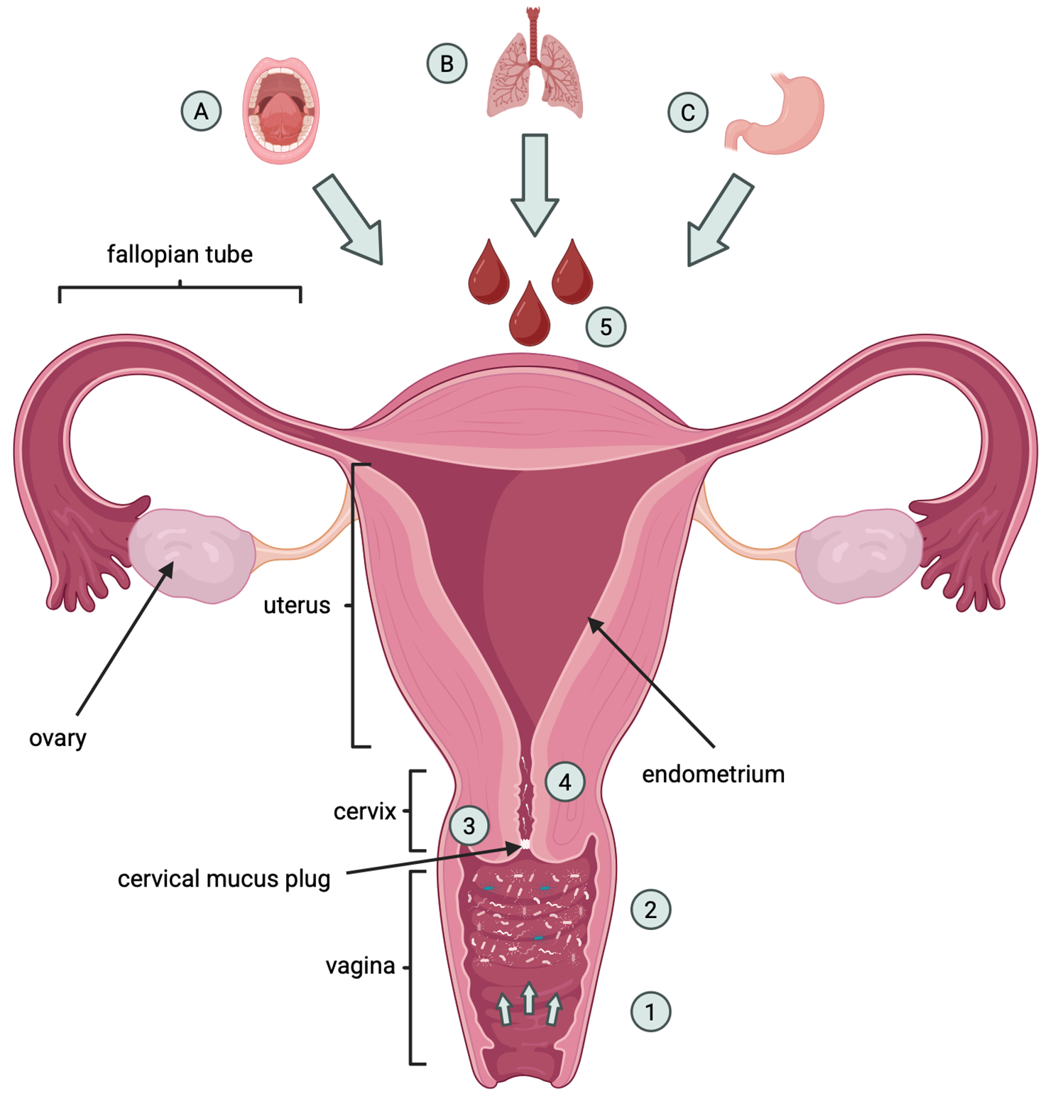 Illustration of the female reproductive system with labeled parts: fallopian tubes, ovaries, uterus, endometrium, cervix, cervical mucus plug, and vagina. Arrows point from mouth, lungs, and stomach to blood cells, highlighting systemic interactions.