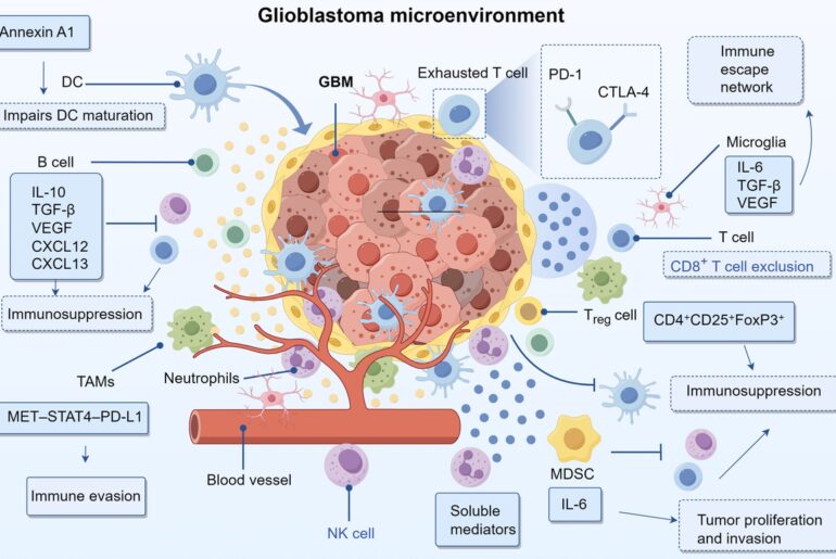 Harnessing innate immunity against glioblastoma microenvironment