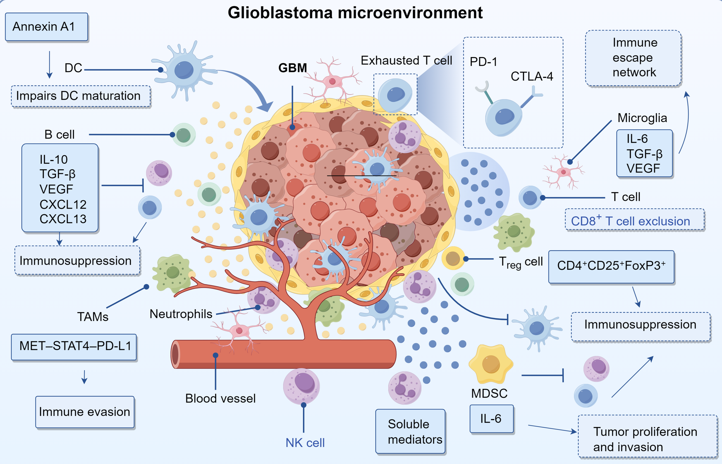Diagram of the glioblastoma microenvironment showing various cellular interactions and pathways. Key elements include dendritic, B, T, and exhausted T cells, microglia, tumor-associated macrophages, neutrophils, and NK cells. Annotations indicate the roles and effects, such as immunosuppression, tumor proliferation, and immune evasion, regulated by factors like IL-6, TGF-β, and VEGF. Components like Annexin A1, MET–STAT4–PD-L1, and the immune escape network are highlighted, illustrating the complex signaling interactions within the microenvironment.