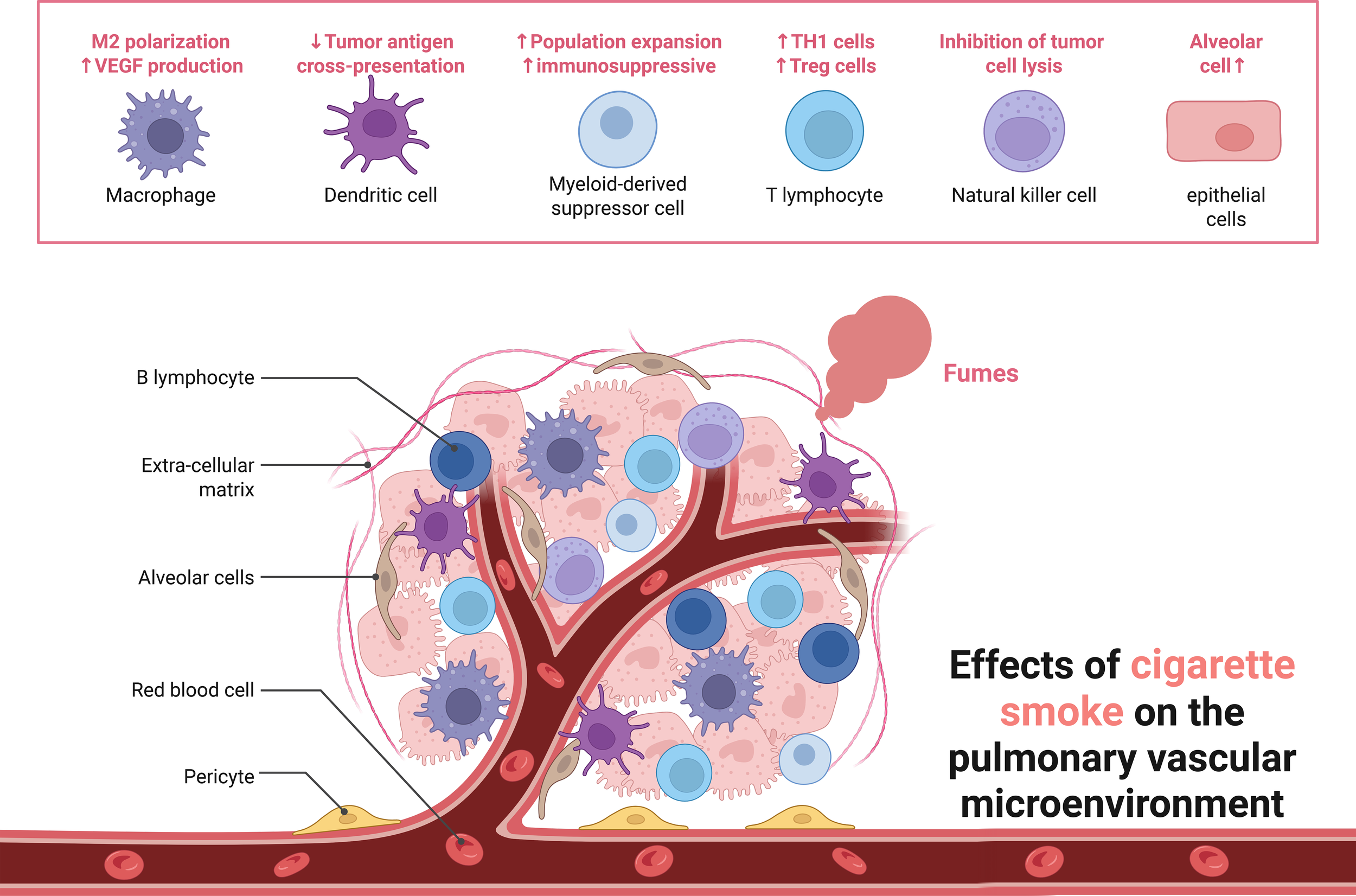Diagram illustrating the effects of cigarette smoke on the pulmonary vascular microenvironment. It shows various immune cells, including macrophages, dendritic cells, myeloid-derived suppressor cells, T lymphocytes, and natural killer cells. Fumes are depicted entering the lungs, impacting cells like B lymphocytes, alveolar cells, and cancer cells. Annotations describe changes such as M2 polarization, reduced tumor antigen presentation, population expansion of suppressive cells, increased TH1 and Treg cells, and inhibited tumor cell lysis. The graphic emphasizes how cigarette smoke affects these cellular interactions and structures.