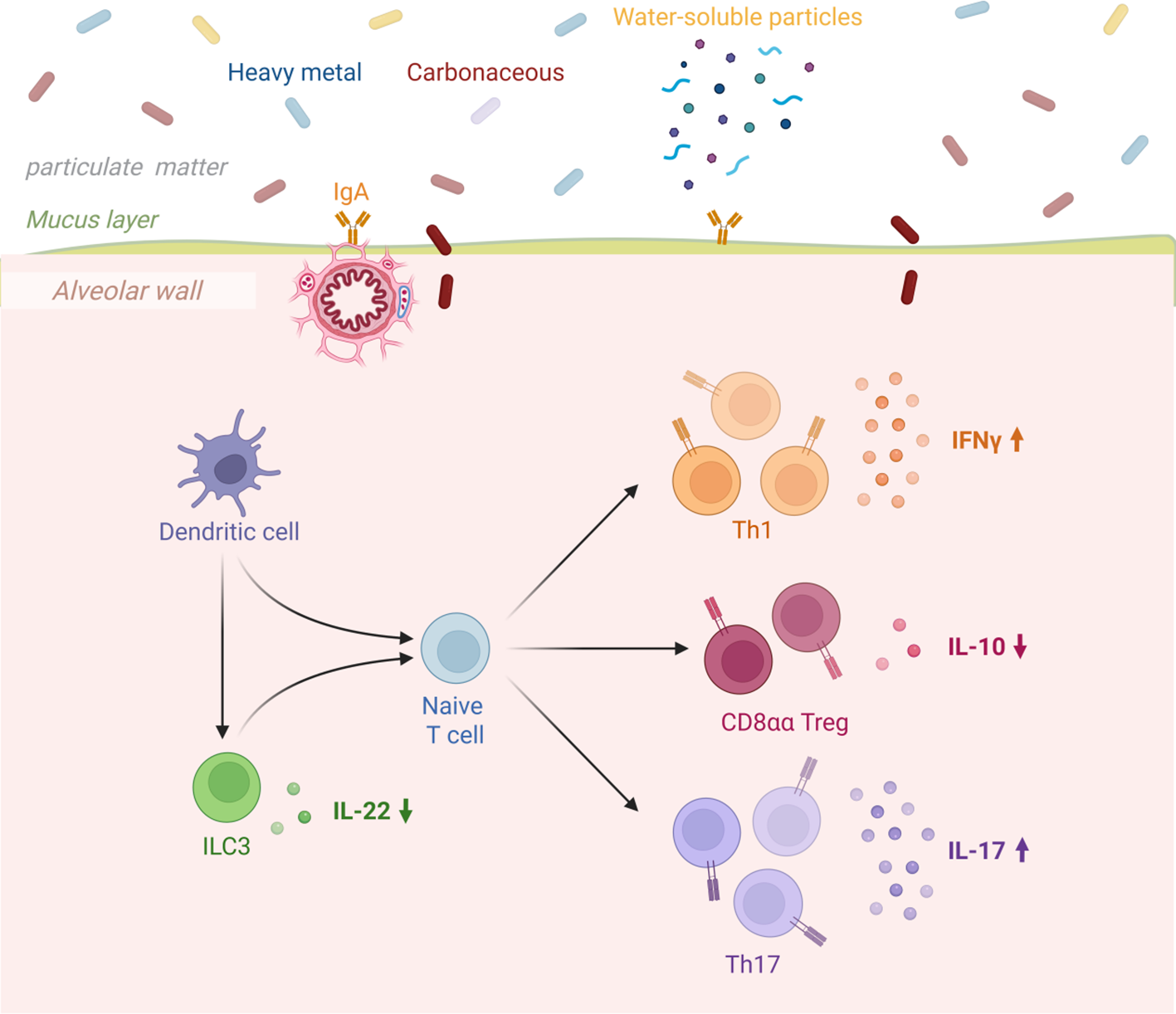 Diagram illustrating the interaction between particulate matter and immune responses at the alveolar wall. Particles include heavy metals, carbonaceous, and water-soluble particles. An IgA response triggers in the mucus layer, influencing the alveolar macrophage. Dendritic cells activate naive T cells, leading to differentiation into Th1, CD8aa Treg, and Th17 cells, each linked to cytokines IFNγ, IL-10, and IL-17, respectively. ILC3 cells produce IL-22. Arrows indicate cellular differentiation pathways and cytokine changes.