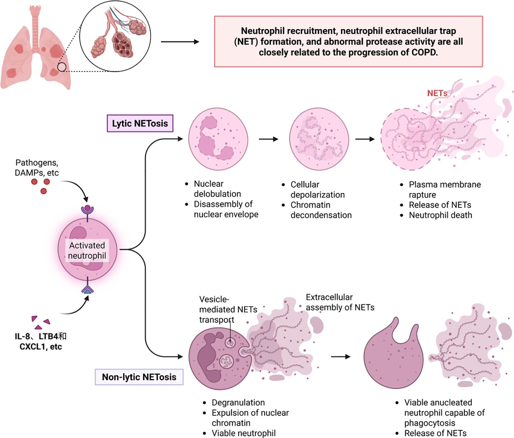 Flowchart illustrating neutrophil extracellular trap (NET) formation related to COPD progression. It shows two pathways: Lytic NETosis, involving nuclear delobulation, cellular depolarization, and plasma membrane rupture, leading to neutrophil death; and Non-lytic NETosis, involving vesicle-mediated NET transport, resulting in viable neutrophils. Pathogens activate neutrophils in both pathways.