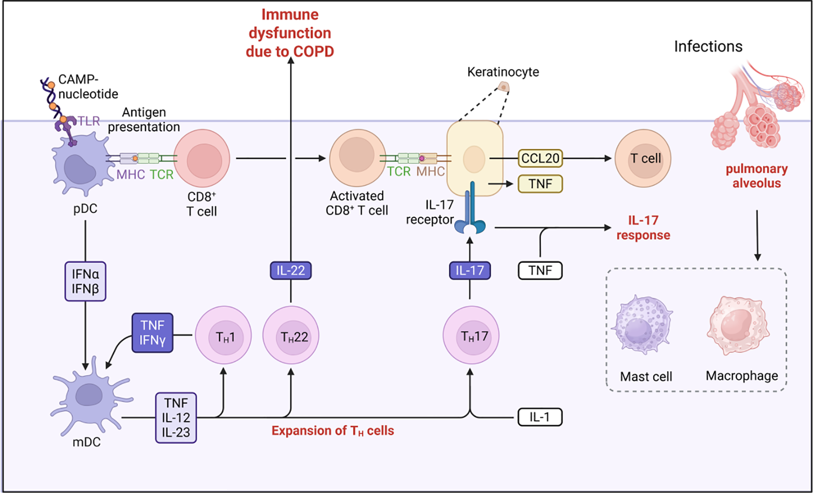 Diagram illustrating immune dysfunction due to COPD. It shows the pathway from antigen presentation by pDC cells to CD8+ T cells, activation, and interaction with keratinocytes via IL-17 receptors. Key cytokines involved include IL-17, IL-22, TNF, and IL-1. The diagram highlights the expansion of T helper cells and their response, leading to infections in the pulmonary alveolus involving mast cells and macrophages.