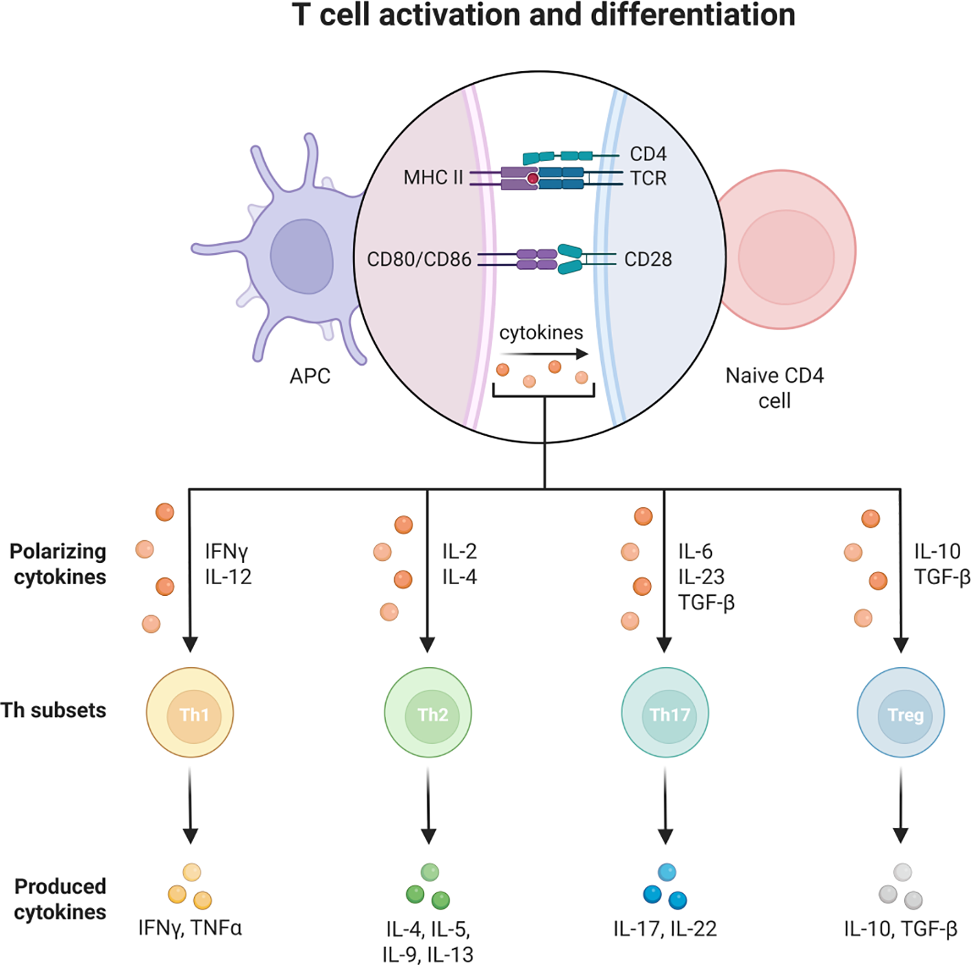 Diagram illustrating T cell activation and differentiation. It shows an antigen-presenting cell (APC) interacting with a naive CD4 cell through MHC II, TCR, CD80/CD86, and CD28 molecules. Cytokines drive naive CD4 cells to differentiate into Th subsets: Th1 (influenced by IFNγ, IL-12), Th2 (IL-2, IL-4), Th17 (IL-6, IL-23, TGF-β), and Treg (IL-10, TGF-β). Each subset produces specific cytokines: Th1 (IFNγ, TNFα), Th2 (IL-4, IL-5, IL-9, IL-13), Th17 (IL-17, IL-22), and Treg (IL-10, TGF-β).
