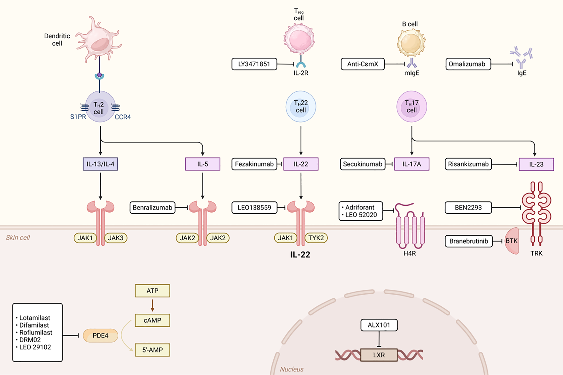 Diagram illustrating cellular pathways involving dendritic, T\(_H\)2, T\(_H\)17, and B cells with cytokines like IL-13, IL-5, IL-22. Drugs linked to pathways include Benralizumab, Fezakinumab, Secukinumab. Targets include Jak kinases, PDE4, BTK. Includes additional compounds such as LY3471851, Adriforant, BEN2293.