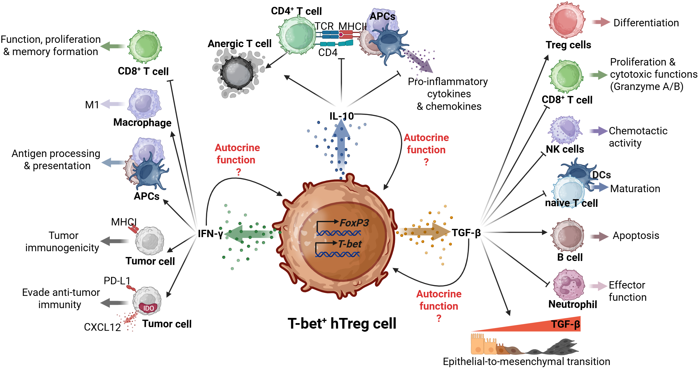 Diagram showing the interactions and functions of T-bet positive hTreg cells. Arrows indicate influences on various immune cells like CD8+, CD4+, T cells, macrophages, and tumor cells, impacting processes such as proliferation, antigen presentation, and apoptosis. Autocrine functions through IL-10, IFN-γ, and TGF-β are also shown, with uncertain roles highlighted with question marks. The bottom indicates a TGF-β driven epithelial-to-mesenchymal transition.