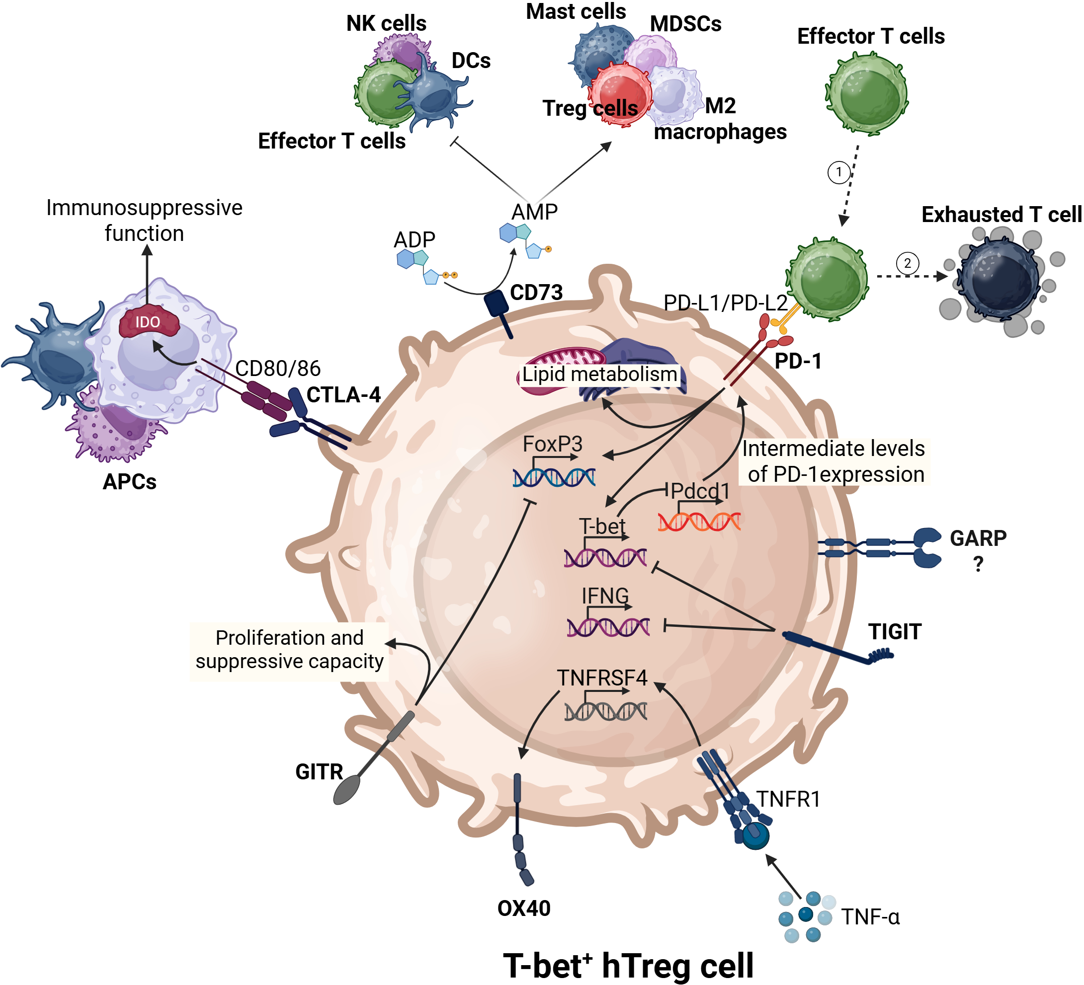 Diagram showing interactions of T-bet positive human regulatory T cells (hTreg cells) with various immune cells and molecules. Key components include effector T cells, NK cells, mast cells, MDSCs, and M2 macrophages. APCs interact via CTLA-4 and CD80/CD86, enhancing immunosuppressive functions. Pathways involve CD73 converting ADP to AMP, PD-1 interaction with PD-L1/PD-L2, and cytokines influencing proliferation. Important genes include FoxP3, T-bet, and IFNG, affecting lipid metabolism and protein expression like TNFRSF4 and OX40, which modulate immune response. The diagram highlights the complex regulatory signaling involved in immune cell interactions.