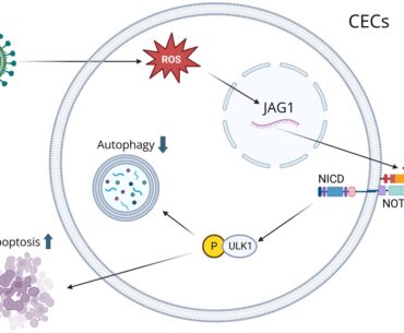 Tug of war: innate immunity and herpes simplex keratitis