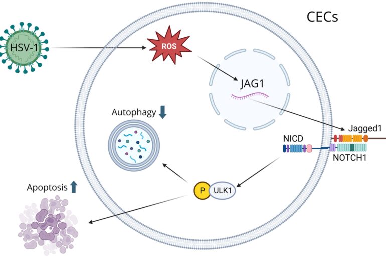 Tug of war: innate immunity and herpes simplex keratitis