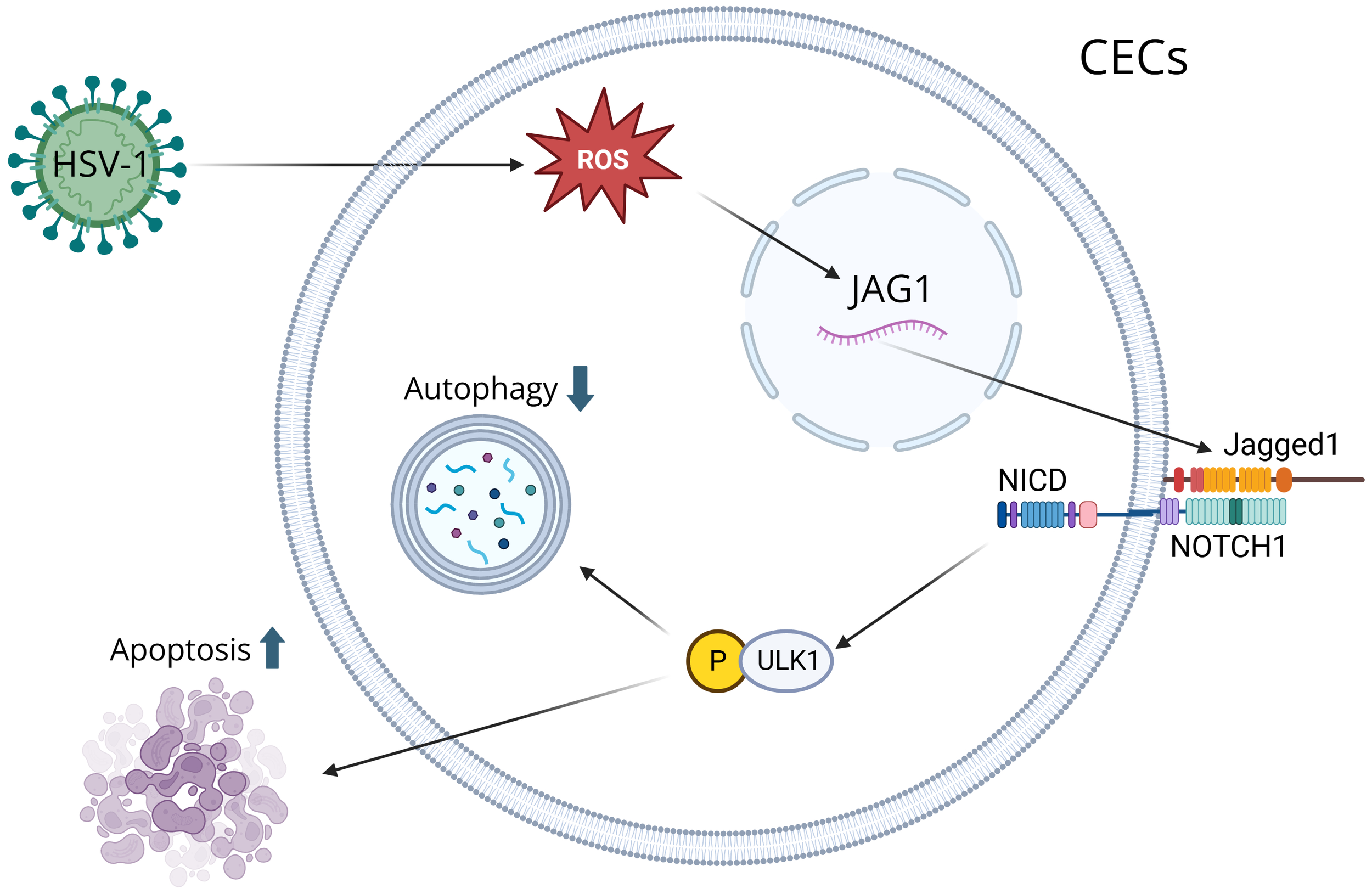 Diagram showing the effect of HSV-1 on cellular processes in CECs. HSV-1 induces reactive oxygen species (ROS) production, leading to increased JAG1 expression and NOTCH1 activation. Autophagy is decreased and apoptosis is increased. Phosphorylation of ULK1 is also illustrated.
