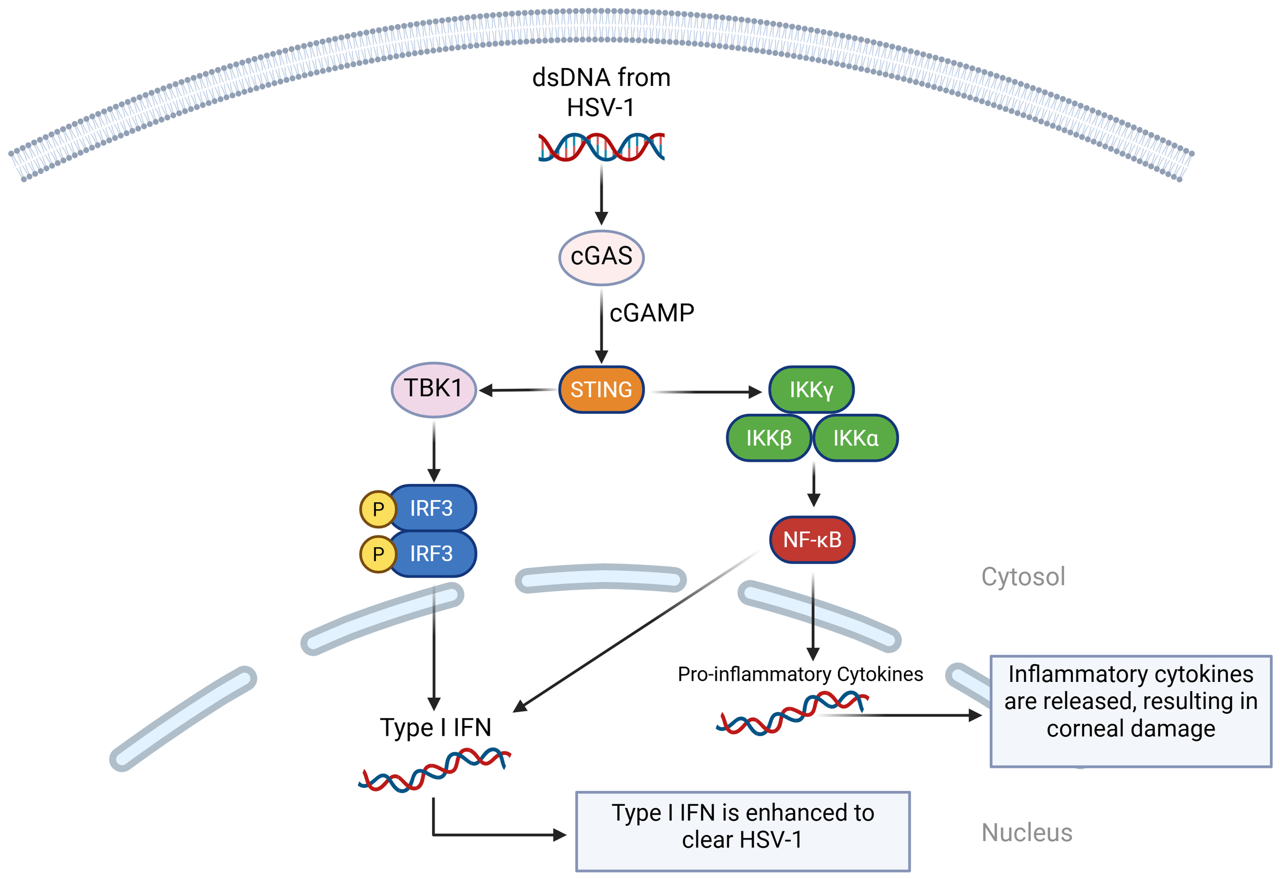 Flowchart illustrating the immune response to HSV-1 infection. dsDNA from HSV-1 activates cGAS, producing cGAMP. This signals STING, which activates TBK1 and IRF3, leading to Type I IFN production. STING also activates IKKα, IKKβ, and IKKγ, triggering NF-κB and releasing pro-inflammatory cytokines. These responses enhance Type I IFN to clear HSV-1 but cause inflammatory cytokines release, resulting in corneal damage.