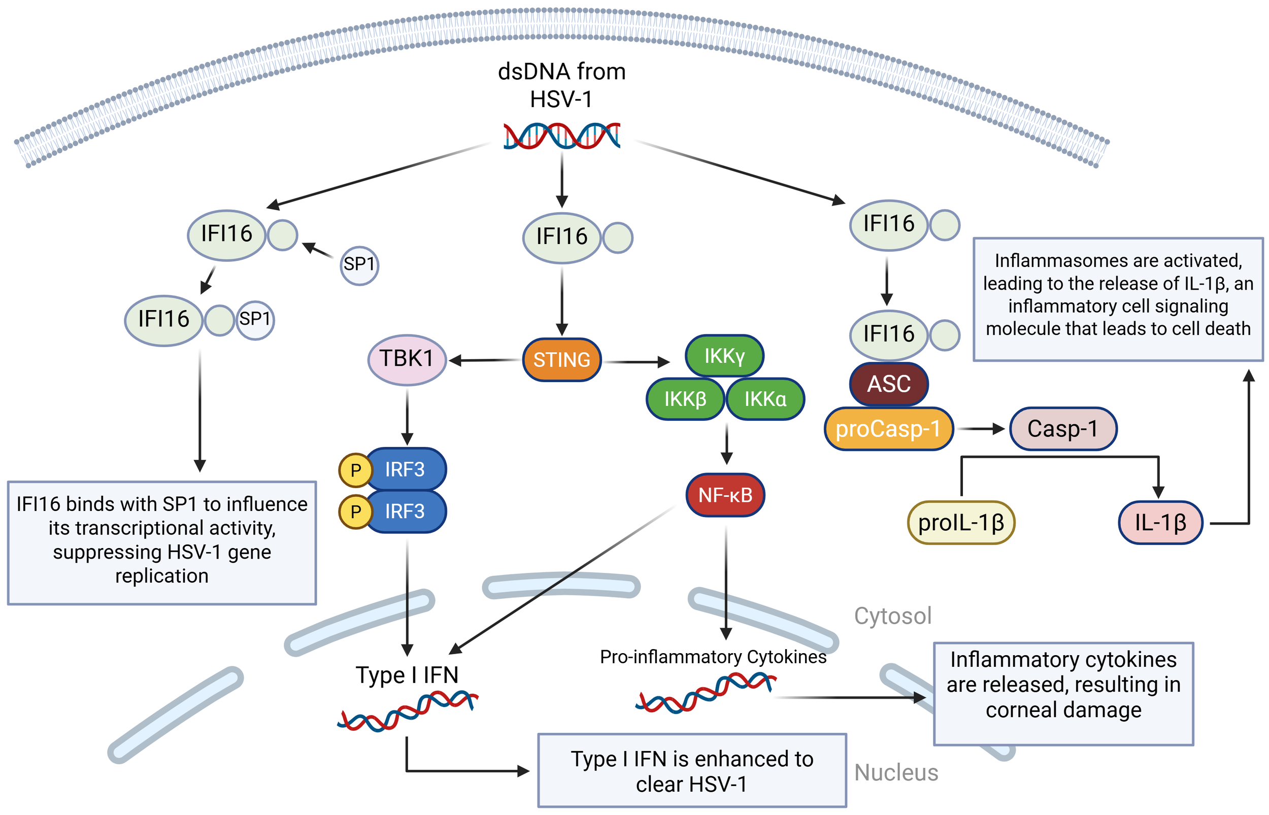 Diagram illustrating the IFI16-mediated response to HSV-1 dsDNA within a cell. IFI16, upon binding with SP1, suppresses HSV-1 replication by influencing transcriptional activity. In a parallel pathway, IFI16 activates TBK1 and IRF3, leading to the production of Type I IFN, which enhances HSV-1 clearance. Another pathway through IFI16 involves STING and IKK complex activation, producing pro-inflammatory cytokines via NF-κB. Additionally, IFI16 induces inflammasome formation, leading to IL-1β release and resultant corneal damage from inflammatory cytokines. Pathways are depicted in cellular context, highlighting cytosol and nucleus roles.