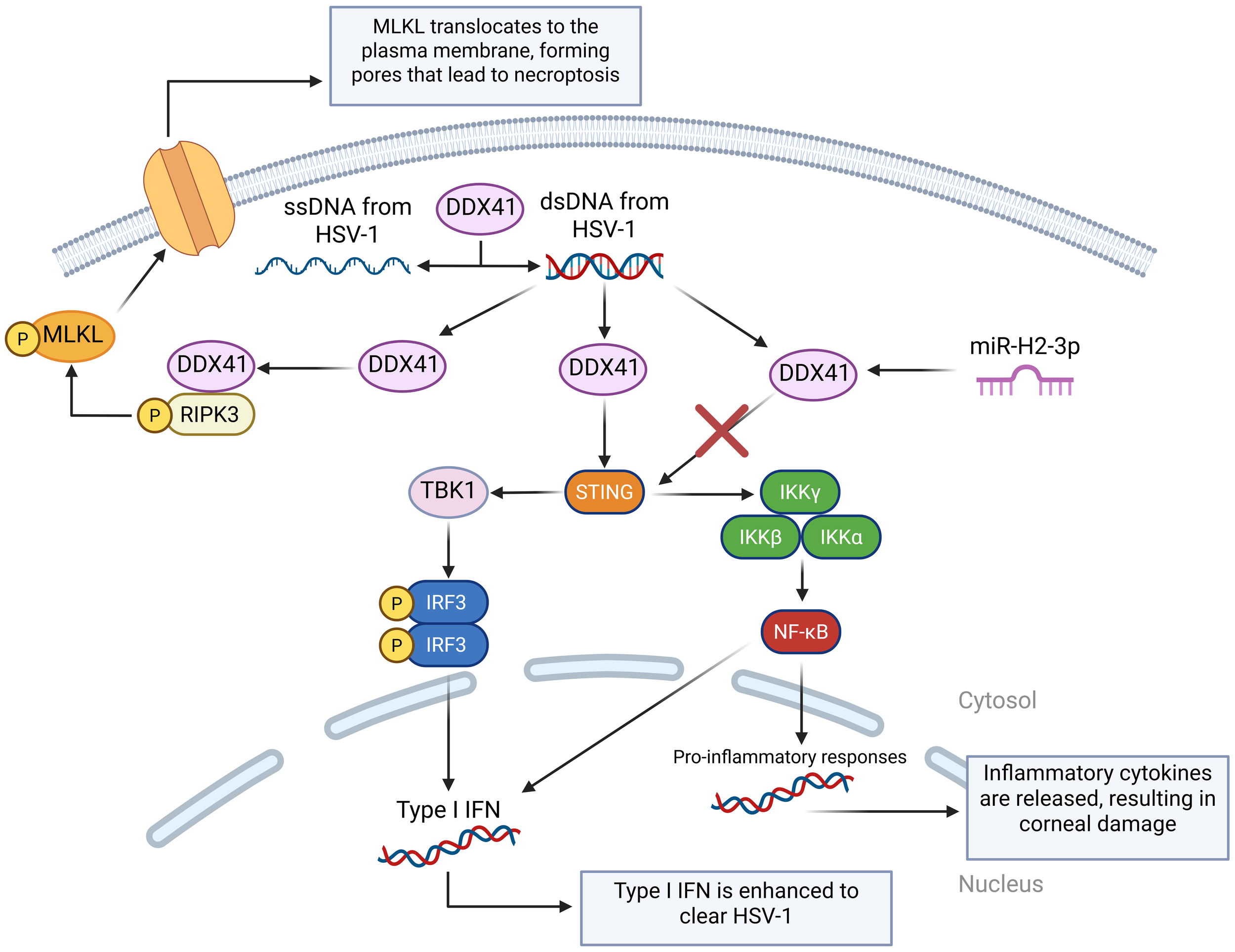 Diagram illustrating the cellular pathways involved in HSV-1 recognition and response. ssDNA and dsDNA from HSV-1 activate DDX41 proteins, leading to two main responses: one involving RIPK3 and MLKL causing necroptosis, and another involving STING, TBK1, and IRF3 producing Type I IFN. This enhances the clearing of HSV-1. miR-H2-3p influences DDX41, affecting inflammatory pathways through IKK complexes and NF-κB, leading to the release of inflammatory cytokines and potential corneal damage.