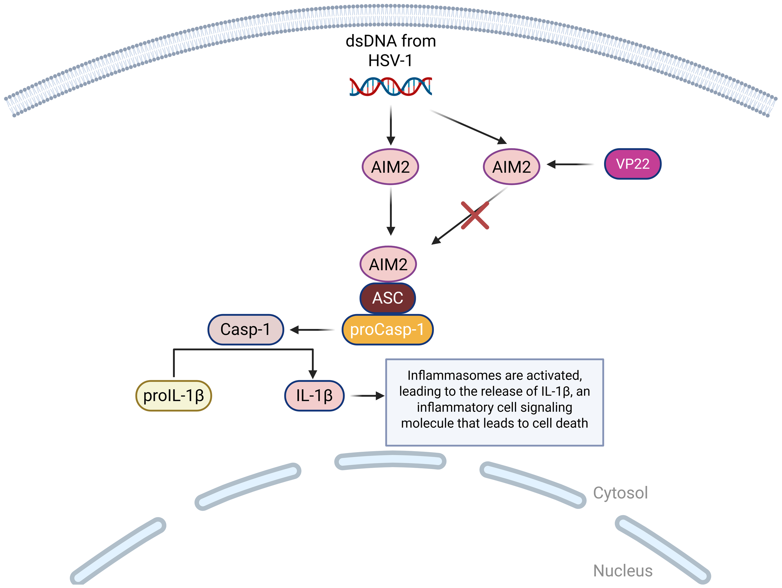Diagram illustrating the activation of inflammasomes by dsDNA from HSV-1. AIM2 detects the DNA and forms a complex with ASC and proCasp-1, activating Casp-1. This converts proIL-1β to IL-1β, an inflammatory signaling molecule leading to cell death. VP22 is shown inhibiting AIM2. Pathway occurs in the cytosol.