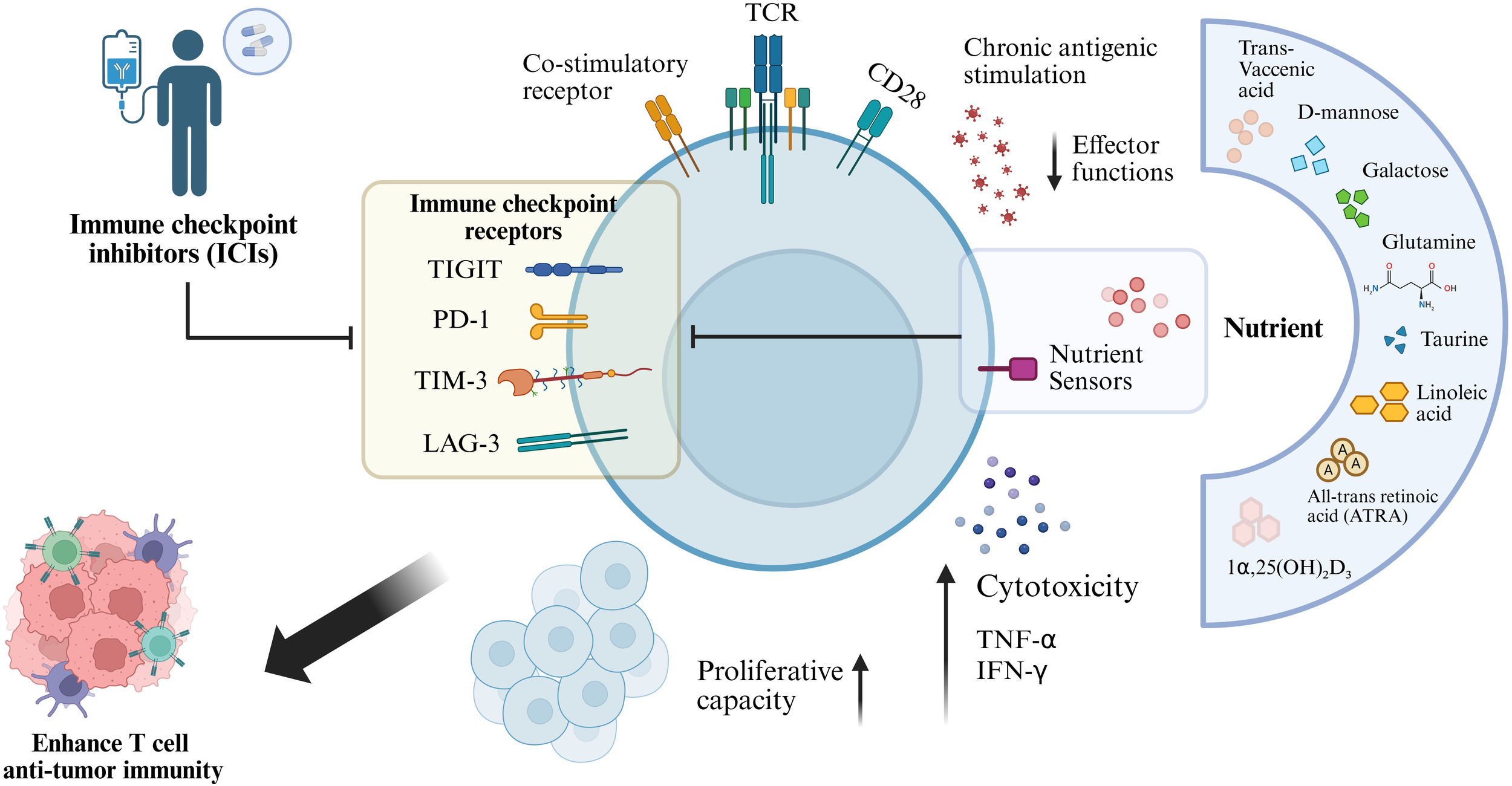 Diagram illustrating the role of immune checkpoint inhibitors (ICIs) in enhancing T cell anti-tumor immunity. ICIs target immune checkpoint receptors: TIGIT, PD-1, TIM-3, and LAG-3, affecting co-stimulatory receptors like TCR and CD28. Nutrient sensors detect various nutrients, including trans-vaccenic acid, D-mannose, galactose, glutamine, taurine, linoleic acid, all-trans retinoic acid (ATRA), and 1α,25(OH)₂D₃. Chronic antigenic stimulation reduces effector functions. ICIs promote T cell proliferation and cytotoxicity by increasing TNF-α and IFN-γ production.