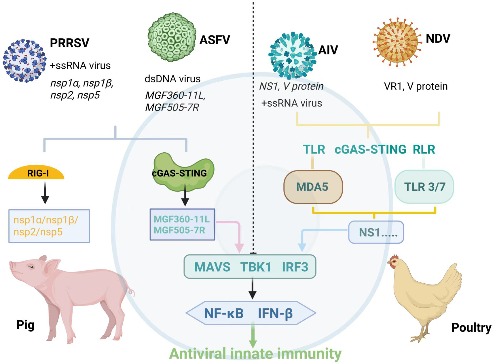 Diagram illustrating antiviral innate immunity pathways in pigs and poultry. Viruses PRRSV and ASFV affect pigs, activating RIG-I and cGAS-STING pathways. AIV and NDV affect poultry, involving TLR, cGAS-STING, and RLR pathways. Key proteins and genes are highlighted, leading to MAVS, TBK1, IRF3 activation, resulting in NF-κB and IFN-β induction. Antiviral responses are depicted for each species.