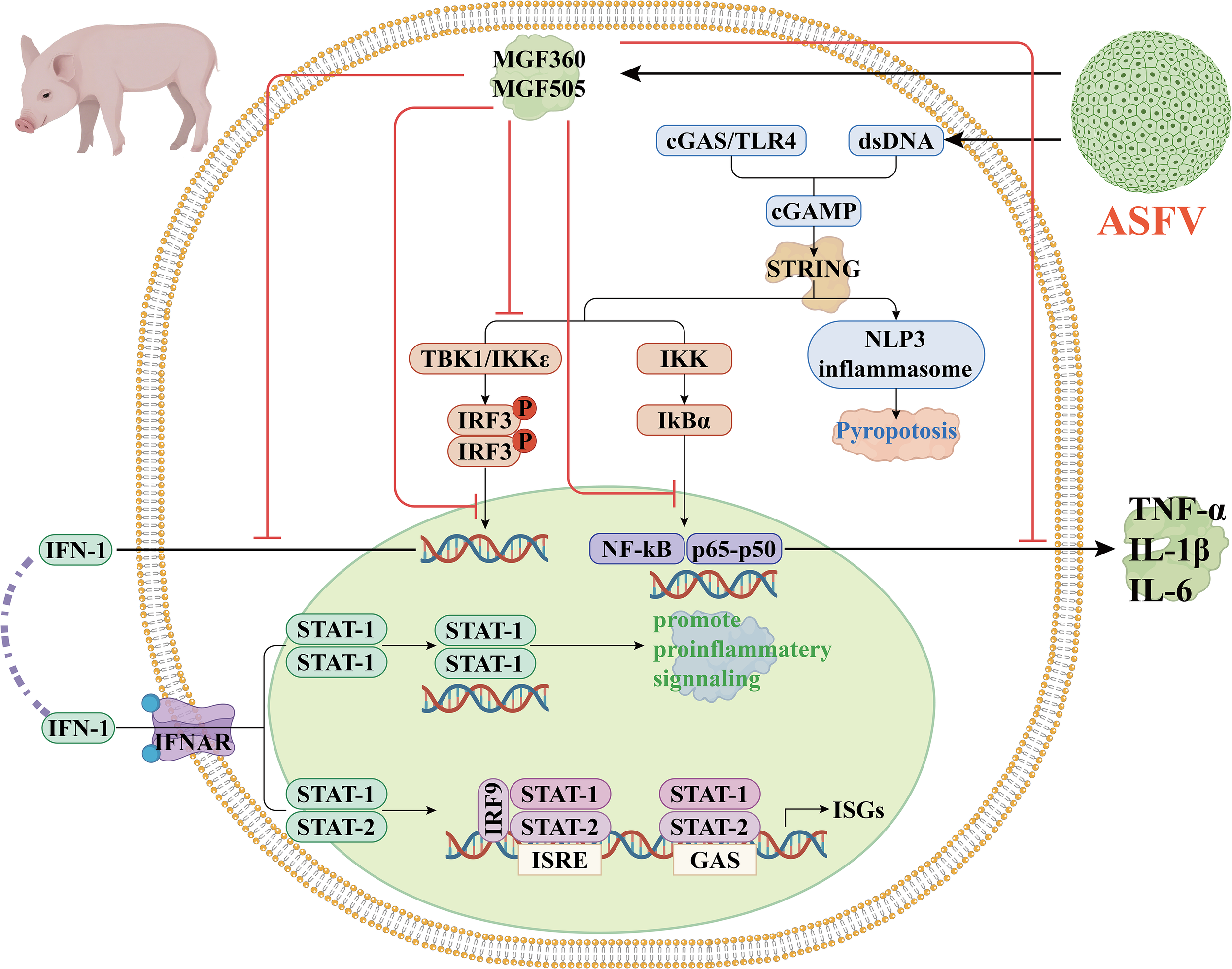 Illustration of the African Swine Fever Virus (ASFV) interference with the host immune response. It shows the interaction between ASFV components and host cellular pathways, including TBK1/IKKε, NF-κB, and the NLRP3 inflammasome. The diagram highlights regulatory processes involving IRF3, IFN-1, and various STAT proteins leading to immune signaling and pro-inflammatory cytokine production. The image also includes representations of a pig and the ASFV structure.