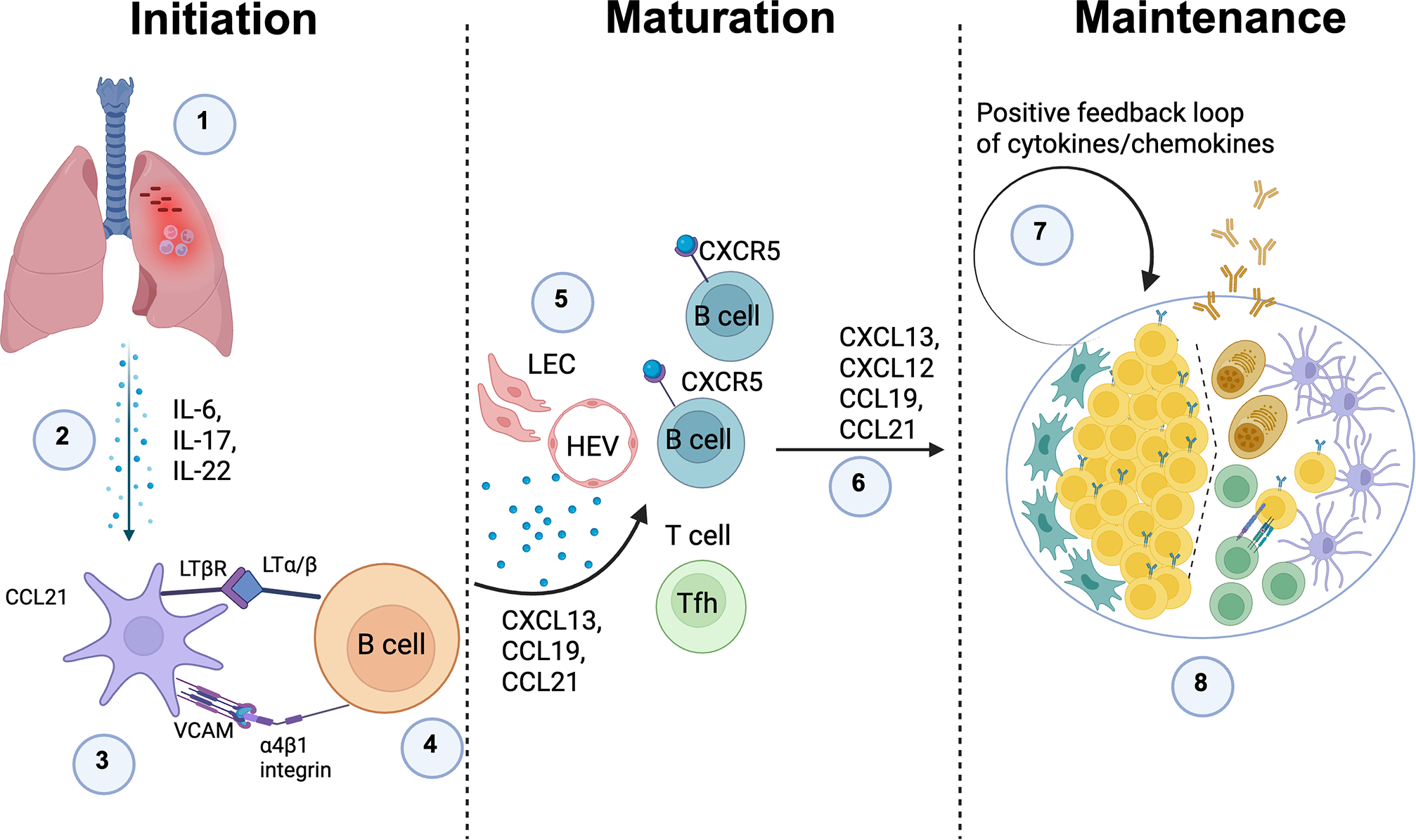 Diagram illustrating the stages of TLS formation: Initiation in the lungs with cytokines IL-6, IL-17, IL-22 and interaction between LTβR, LTα/β, and VCAM; Maturation involving B cells, T cells, LEC, HEV, and chemokines CXCL13, CXCL12, CCL19, CCL21; Maintenance showing a positive feedback loop of cytokines with structured cell interaction.