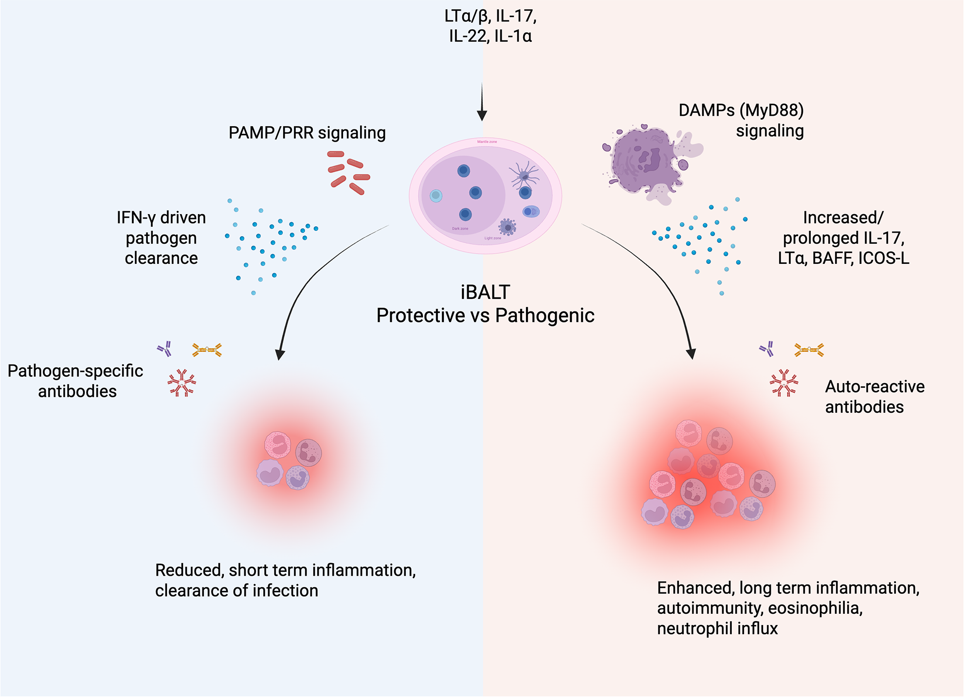 Diagram illustrating protective and pathogenic iBALT. The left side shows PAMP/PRR signaling leading to IFN-γ driven pathogen clearance with pathogen-specific antibodies, resulting in reduced inflammation and infection clearance. The right side shows DAMPs signaling increasing IL-17 and other factors, leading to auto-reactive antibodies, enhanced inflammation, autoimmunity, and eosinophilia.