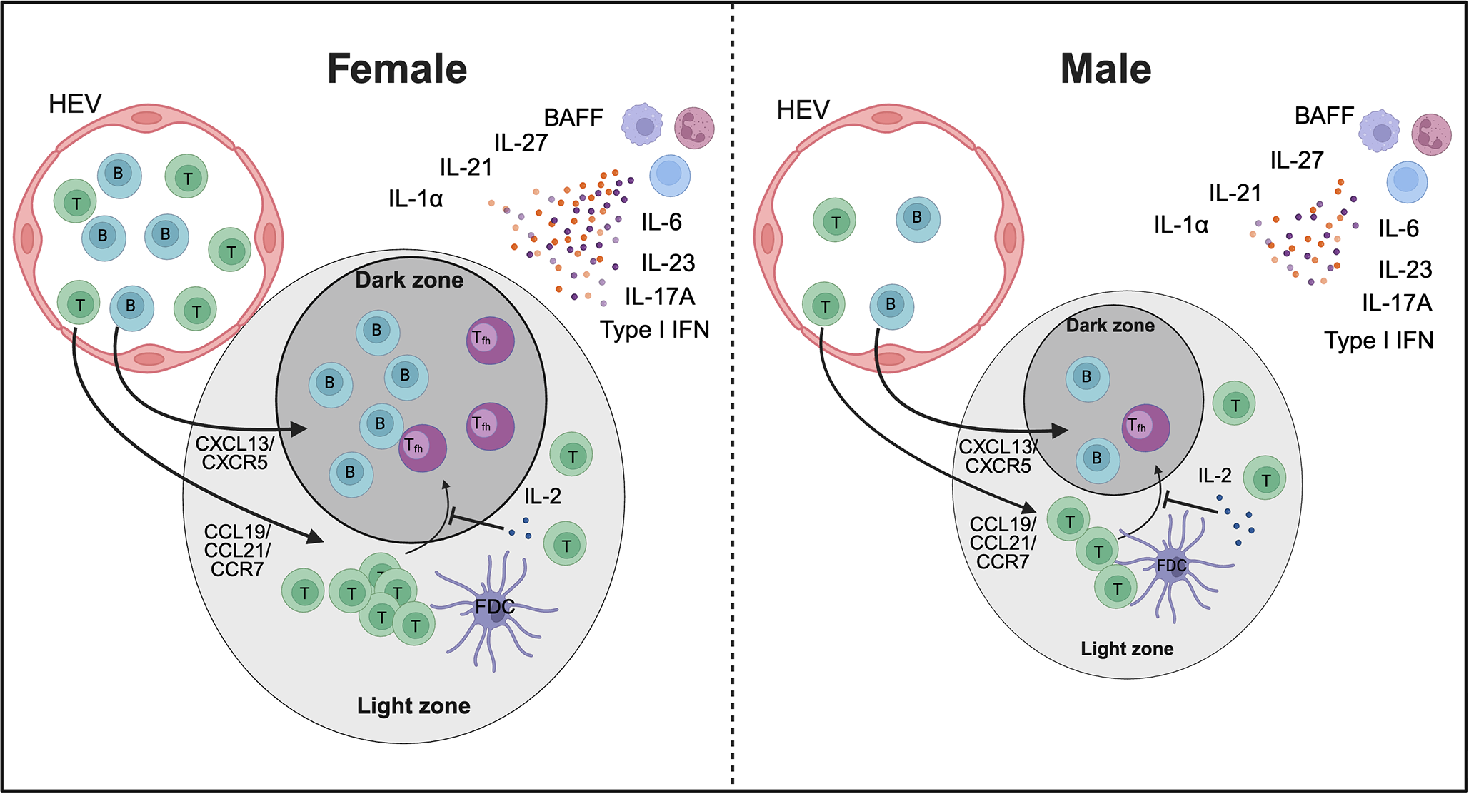 Diagram comparing immune responses in germinal centers of females and males. Both panels include high endothelial venules (HEV) with labeled B and T cells. The arrows indicate the cells guided by CXCL13/CXCR5 and CCL19/CCL21/CCR7 to dark and light zones. Cytokines such as IL-27, IL-21, IL-1a, IL-6, IL-23, IL-17A, and Type I IFN are illustrated alongside BAFF. Female panel shows more B, T, and Tfh (T follicular helper) cells in both zones.